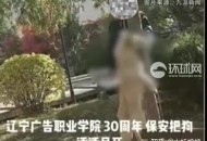 保安打死校内流浪狗,保安打死校内流浪狗犯法吗