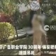 保安打死校内流浪狗,保安打死校内流浪狗犯法吗