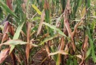 河南玉米收获季遇雨,一直下雨玉米收不了会坏吗？