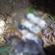 医生持弓箭射流浪猫,急诊科医生肚子里有猫第几集？