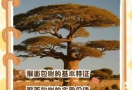 男子种猴面包树18年,男子种猴面包树18年有两棵达结果要求