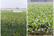 河南玉米收获季遇雨,玉米成熟了一直在下雨怎么办？