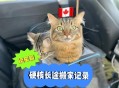中国小猫被运到美国,宠物怎样带回美国带猫咪去美国？