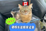 中国小猫被运到美国,宠物怎样带回美国带猫咪去美国？