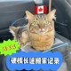 中国小猫被运到美国,宠物怎样带回美国带猫咪去美国？