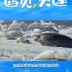 9只斑海豹放归大海,北冰洋传说？