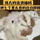 离婚被判吃掉鸡再离,断奶可以吃鸡肉吗？