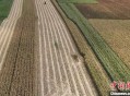 河南玉米收获季遇雨,河南玉米收获时间