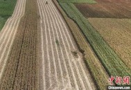 河南玉米收获季遇雨,河南玉米收获时间