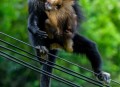 白头叶猴50米速降,白头叶猴视频