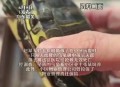 小孩被天降乌龟砸死,被天上掉下来的乌龟砸死的人