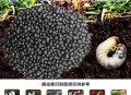 感染寄生虫仅15公斤 ,我们家刚买的50斤的面粉放了不到一个月发现里边生虫子了还好多，筛过之后做馒头，烙饼，包饺子，能吃吗？