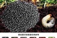 感染寄生虫仅15公斤 ,我们家刚买的50斤的面粉放了不到一个月发现里边生虫子了还好多，筛过之后做馒头，烙饼，包饺子，能吃吗？