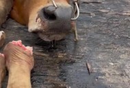 17位男性被宰3万多,夫妻之间闹矛盾的时候，老公说“我用刀杀了你”，这男的是什么心态？