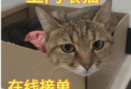 上门喂养宠物爆单,58同城宠物上门喂养怎么接单？