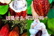 辣可可菜品有槟榔渣,海南可可果是什么级的？