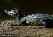 村庄现鳄鱼晒太阳,鳄鱼在晒太阳