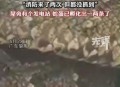 一20斤蟒蛇生吞牛犊,广州3.5米长巨蟒，缠死初生牛犊，为什么看见人后主动吐出？