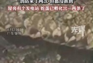 一20斤蟒蛇生吞牛犊,广州3.5米长巨蟒，缠死初生牛犊，为什么看见人后主动吐出？