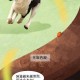 搜救犬2天2夜没吃饭,搜救犬基本知识？