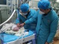 台早产女婴术后瘫痪,早产儿手术后度过危险期