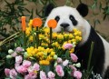 最长寿熊猫35岁生日,最长寿熊猫迎38岁生日