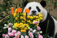 最长寿熊猫35岁生日,最长寿熊猫迎38岁生日