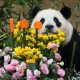 最长寿熊猫35岁生日,最长寿熊猫迎38岁生日