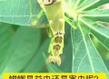 误杀邻居宠物螳螂,螳螂能打过蜈蚣吗？