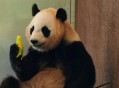 4只旅日大熊猫回国,4只旅日大熊猫回国的故事