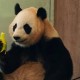 4只旅日大熊猫回国,4只旅日大熊猫回国的故事