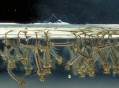 喝隔夜水发现蚊子卵,夏天的隔夜水里会有蚊子产卵吗？