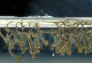 喝隔夜水发现蚊子卵,夏天的隔夜水里会有蚊子产卵吗？