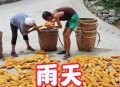 河南玉米收获季遇雨,玉米刚刚出穗下雨倒伏还能丰收吗？