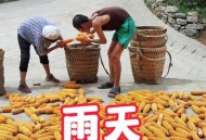 河南玉米收获季遇雨,玉米刚刚出穗下雨倒伏还能丰收吗？