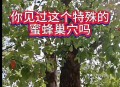 上万蜜蜂进家里筑巢,蜜蜂进家里筑巢好吗