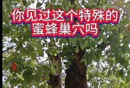 上万蜜蜂进家里筑巢,蜜蜂进家里筑巢好吗