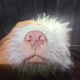 中国下司犬外网爆火,中国下司犬介绍