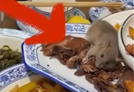 自助餐厅灶台现老鼠,我家厨房的灶台上天天晚上都有老鼠在上面及厨房的各个地方爬来爬去，为什么我们一家人没得疾病？