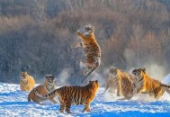 一月2次袭击中国游客,在北京延庆八达岭野生动物园内，老虎袭击游客，怎么看待这件事故的责任归属？
