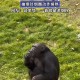 女拳击手教猩猩抽烟,叙述HBV的传播途径及致病性？
