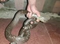 男子在湖边被蛇咬伤,男子在湖边被蛇咬伤视频