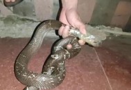 男子在湖边被蛇咬伤,男子在湖边被蛇咬伤视频