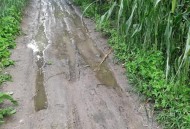 河南玉米收获季遇雨,玉米受粉期下雨怎么办？