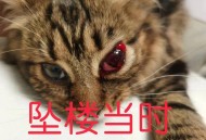 猫咪从16楼意外坠落,猫咪从16楼意外坠落会死吗