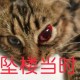 猫咪从16楼意外坠落,猫咪从16楼意外坠落会死吗