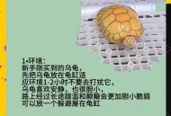 小孩被天降乌龟砸死,乌龟被石头砸了怎么办？