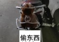 偷车后骑10小时逃跑,慌不择路！保定一偷车贼逃跑途中“偶遇”民警, 你怎么看？