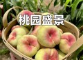 5万余斤桃子遭摘光,桃子采摘多少钱一斤