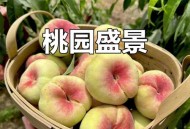 5万余斤桃子遭摘光,桃子采摘多少钱一斤